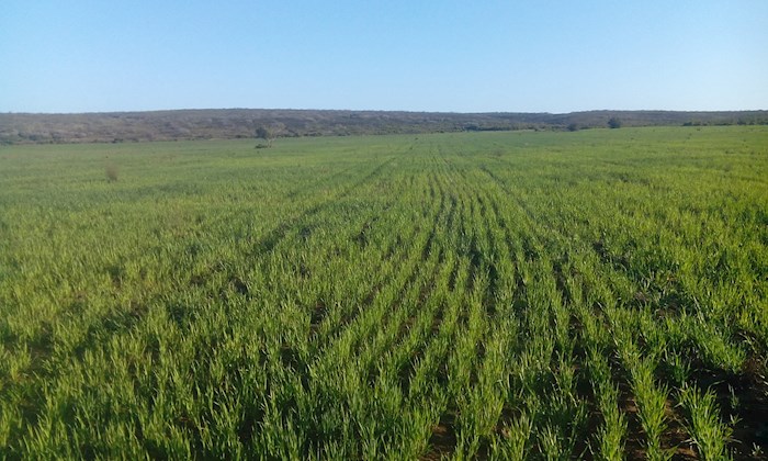 Farm Rietlaagte 623, Riversdale, Western Cape, Νότιος Αφρική